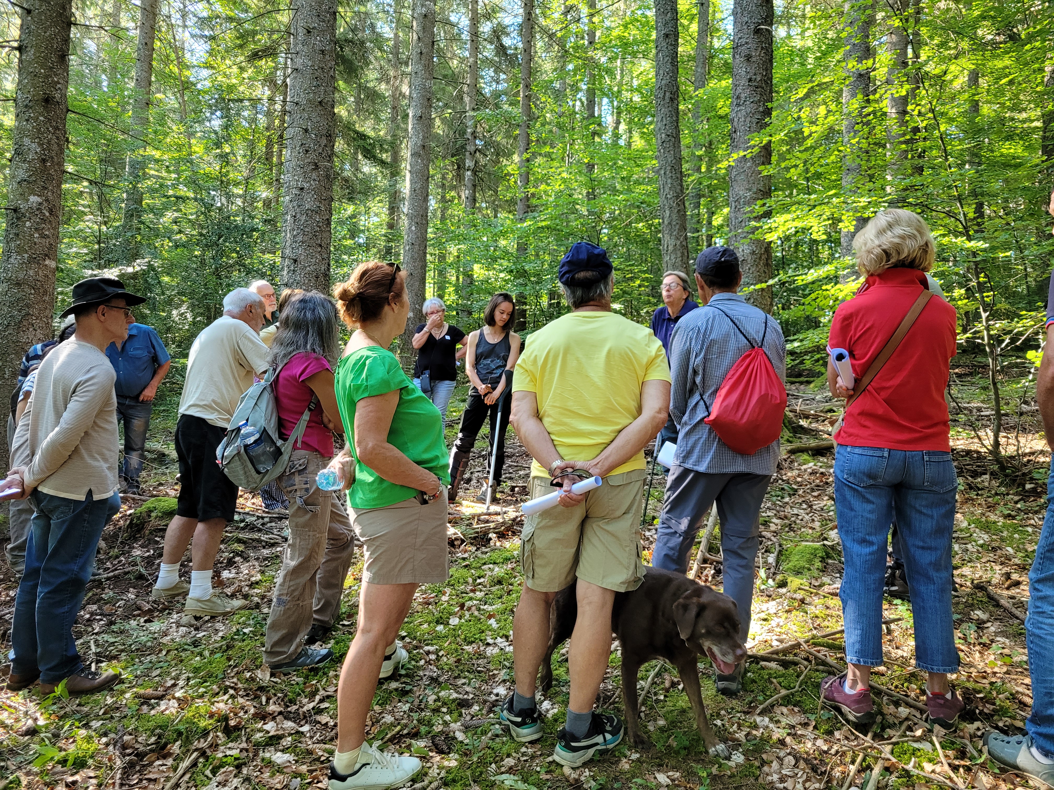 image Un siècle d'évolution de la forêt de Coupiac