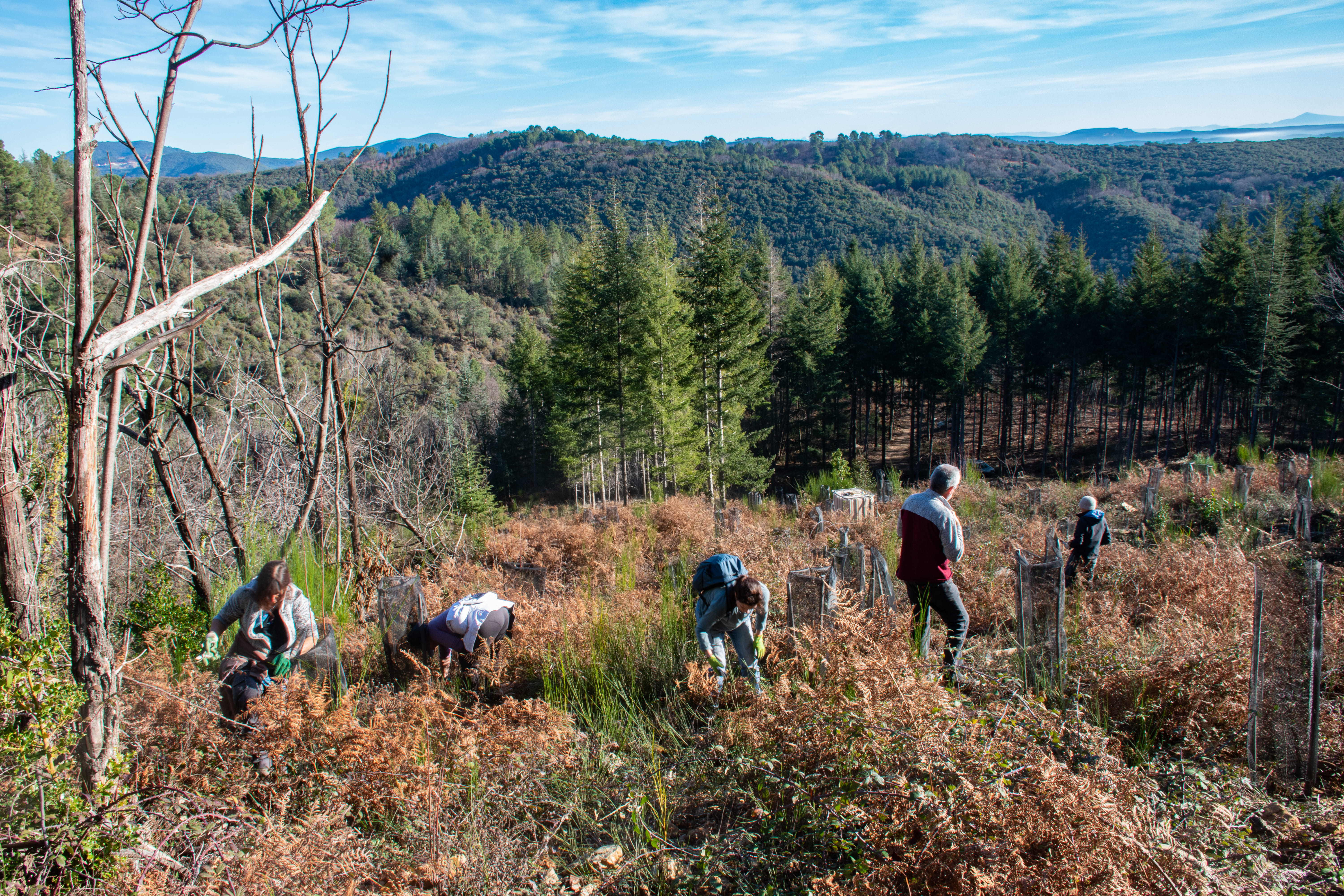 image Chantiers participatifs en forêt