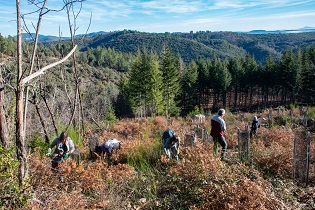 vignette Chantiers participatifs en forêt