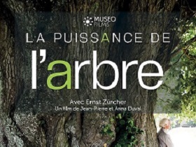 vignette Projection du film « la Puissance de l'Arbre » et débat avec le réalisateur